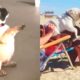 Cutest French Bulldog - Funny and Cute French Bulldog Puppies 2019 #26