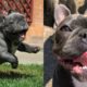 Cutest French Bulldog - Funny and cute French bulldog Compilation #32 | French Bulldog Talking Funny