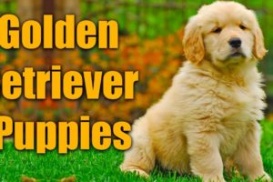 Cutest Golden Retriever Puppies!