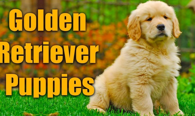 Cutest Golden Retriever Puppies!