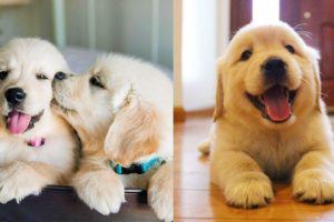 Cutest Golden Retriever Puppies Video Compilation