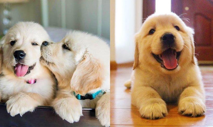 Cutest Golden Retriever Puppies Video Compilation