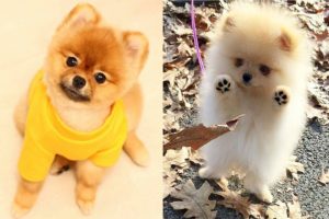 Cutest Mini Pomeranian Puppies 2019 - Funny And Cute Pomeranian Videos | Puppies TV