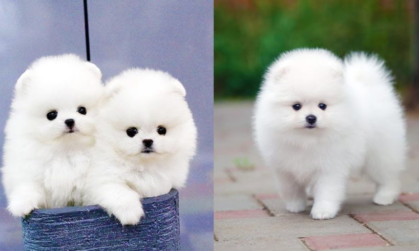 Cutest Mini Pomeranian Puppies Video Compilation