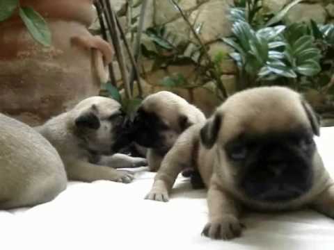 Cutest PUPPIES!! (pug)