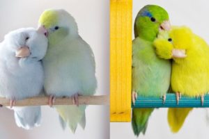 Cutest Parrots Videos Compilation clever moment of the Parrots - Funny Parrots #1