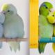 Cutest Parrots Videos Compilation clever moment of the Parrots - Funny Parrots #1