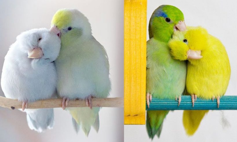 Cutest Parrots Videos Compilation clever moment of the Parrots - Funny Parrots #1