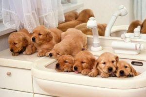 Cutest Puppies Compilation