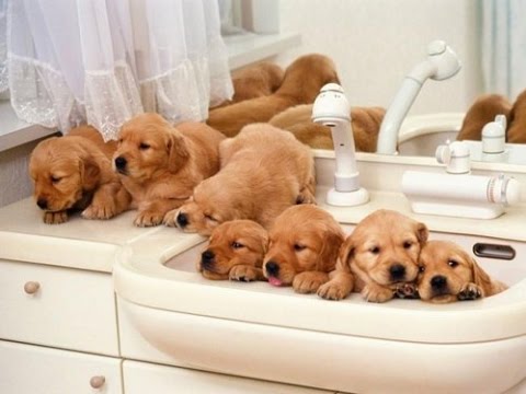 Cutest Puppies Compilation