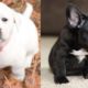 Cutest Puppies Funny Videos 2019  -  Cute Funny Puppies Compilation | Puppies TV