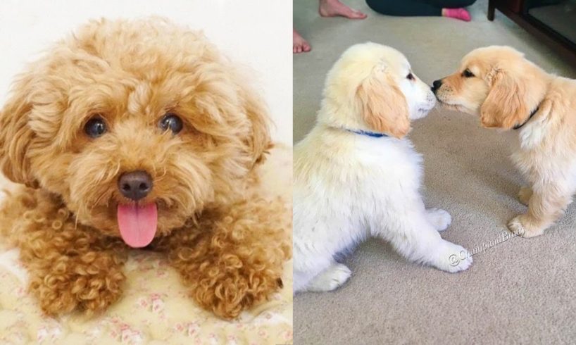 Cutest Puppies In The World Videos Compilation