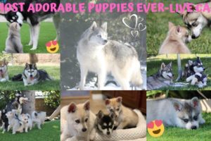 Cutest Puppies Live Cam-Alaskan Klee Kai, Miniature Husky Dogs