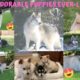 Cutest Puppies Live Cam-Alaskan Klee Kai, Miniature Husky Dogs