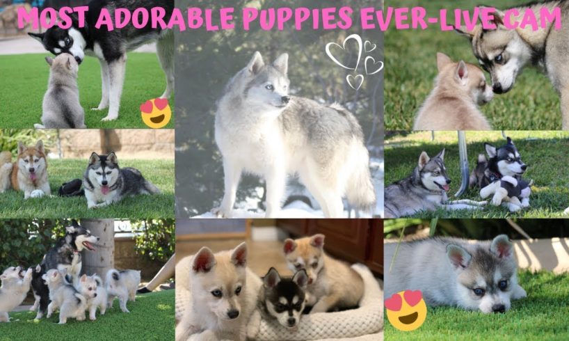 Cutest Puppies Live Cam-Alaskan Klee Kai, Miniature Husky Dogs