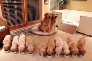 Cutest Puppies! Mother Dogs and Cute Puppies Videos Compilation, Cute moment of Puppy #2