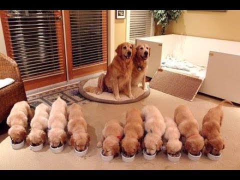Cutest Puppies! Mother Dogs and Cute Puppies Videos Compilation, Cute moment of Puppy #2