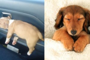 Cutest Puppies Sleeping Videos Compilation