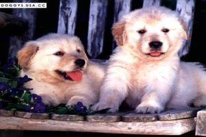Cutest Puppies in the World Ever - Cute Puppy Pictures Collection