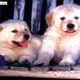 Cutest Puppies in the World Ever - Cute Puppy Pictures Collection
