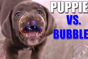 Cutest Puppy Bubble Party!!