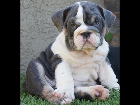 Cutest Puppy Compilation 2018  Funny Pet Videos