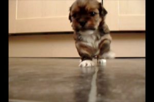 Cutest Puppy Sneezing and falls over!!