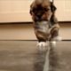 Cutest Puppy Sneezing and falls over!!
