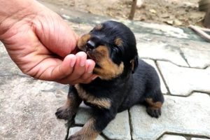 Cutest Rottweiler Puppies with his Mother || Mr.Bolt