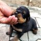 Cutest Rottweiler Puppies with his Mother || Mr.Bolt