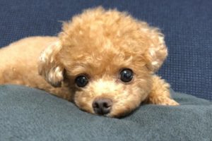 Cutest Toy Poodle Puppies Video Compilation