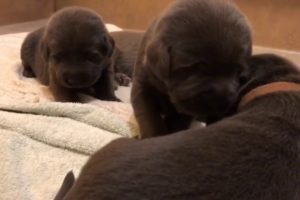 Cutest puppies in the world Day 16! Charcoal and silver labs