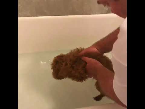 Cutest puppies poodle take a bath before & after Cún dễ thương sợ tắm