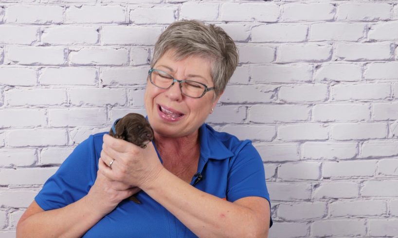 Cutest video for 1 week old labradoodle puppies