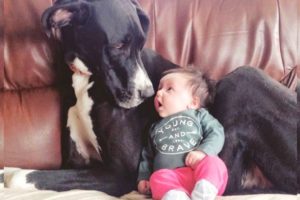 DANGEROUS OR GOOD PET ??? Pitbull Dogs Take Care of Baby as Nanny