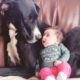 DANGEROUS OR GOOD PET ??? Pitbull Dogs Take Care of Baby as Nanny