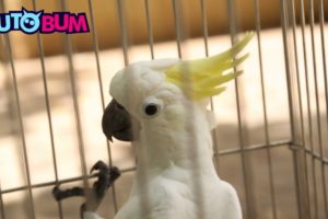 Dancing Cockatoo Rescued By Bird Lover | Awesome Bird Video | Cutobum Animal Videos