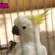 Dancing Cockatoo Rescued By Bird Lover | Awesome Bird Video | Cutobum Animal Videos