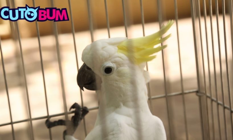 Dancing Cockatoo Rescued By Bird Lover | Awesome Bird Video | Cutobum Animal Videos