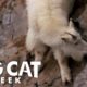 Death Dodging Goat | Big Cat Week