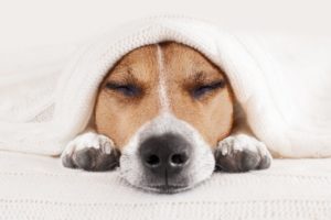 Deep Healing Music: Release Toxic Energy With These Cute Puppy Dogs