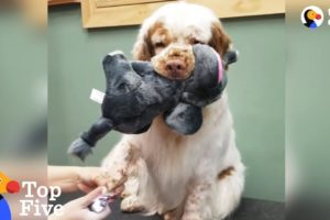 Dog Brings Stuffed Animal To Comfort Her During Grooming + Cute Animal Videos | The Dodo Top 5