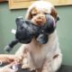 Dog Brings Stuffed Animal To Comfort Her During Grooming + Cute Animal Videos | The Dodo Top 5