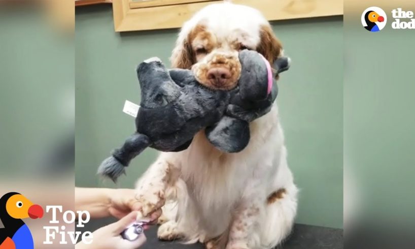 Dog Brings Stuffed Animal To Comfort Her During Grooming + Cute Animal Videos | The Dodo Top 5