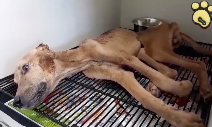Dog Found Tied to A Tree and Left To Die Needed Your Help