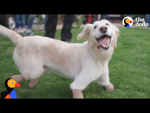 Dog Found in Trash Bag Finds The PERFECT Family  | The Dodo: Comeback Kids S01E01