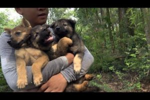 Dog Greatest Rescues.. Follow a stray dog into the forest.. He save three abandoned puppies