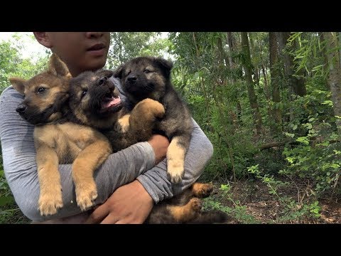 Dog Greatest Rescues.. Follow a stray dog into the forest.. He save three abandoned puppies