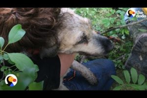 Dog Missing for 30 Hours Rescued From Small Hole | The Dodo