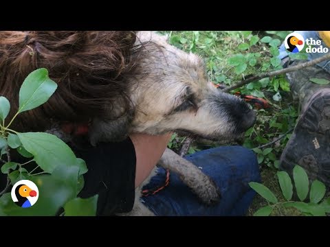 Dog Missing for 30 Hours Rescued From Small Hole | The Dodo